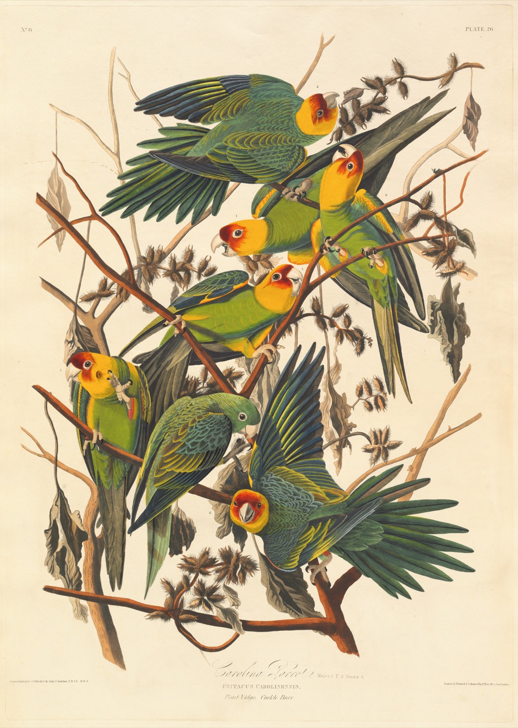 Carolina Parakeet by John James Audubon